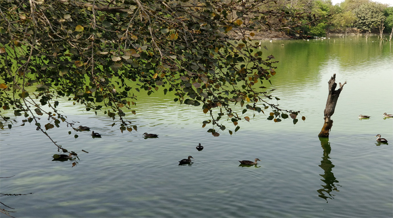 Hauz Khas Lake