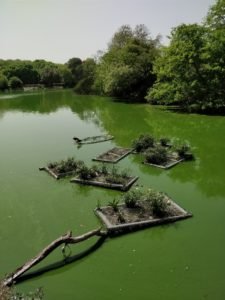Floating wetlands in Hauz Khas River