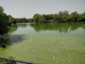 Algae and Pollutants in Hauz Khas River