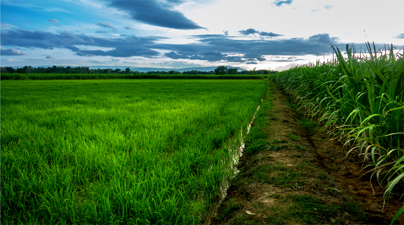 Sugarcane and Rice Field