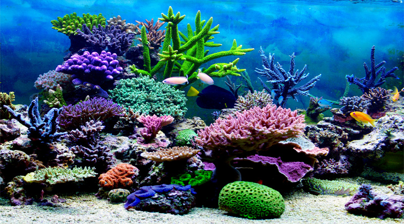 Chasing Corals: A Netflix Original Documentary