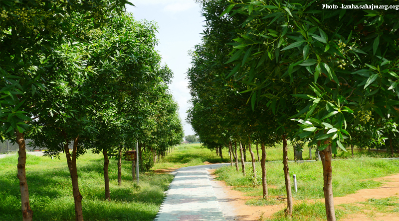 Kahna Trees