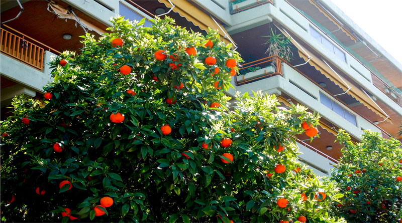 Orange Tree