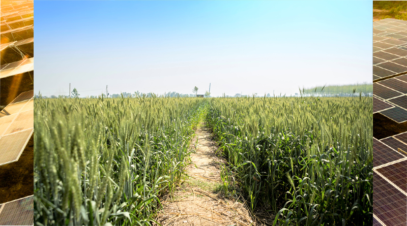 Farming Land in Punjab