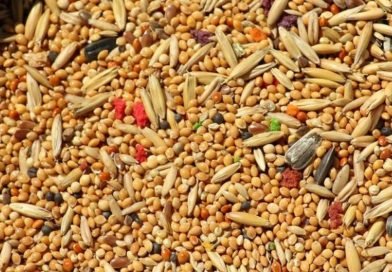 Grains