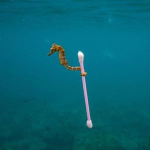 Seahorse Stuck to Q-Tip in the Ocean