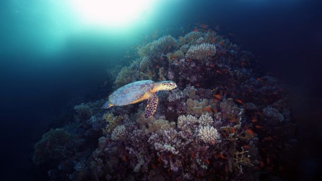Endangered Turtles in Gujarat and Odisha to suffer as nesting grounds make way for Industrial Project