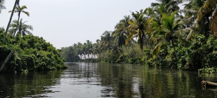 Mangroves in Kerala