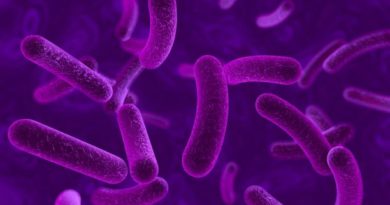 Purple Bacteria