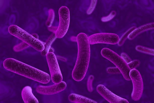 Purple Bacteria