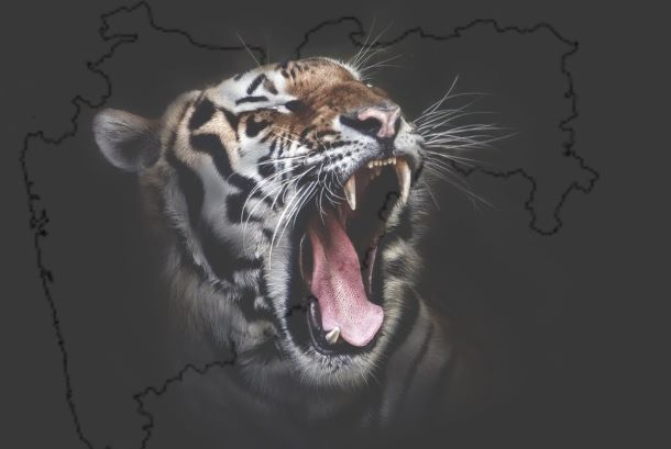 Tiger maharastra