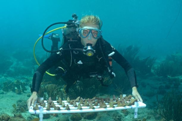 Sowing Corals