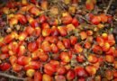 Palm Oil Fruit