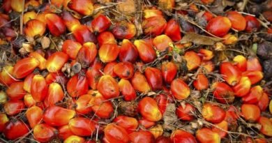 Palm Oil Fruit