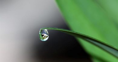 plant leaf with water drop