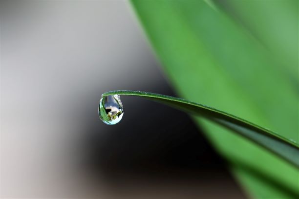 plant leaf with water drop