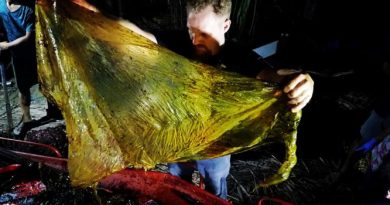 Plastic pollution kills a Phillippine whale