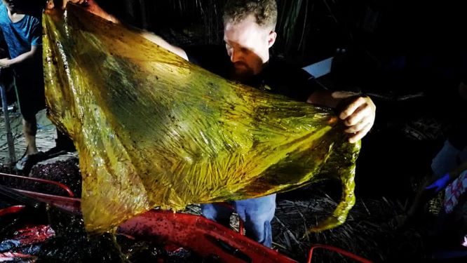 Plastic pollution kills a Phillippine whale