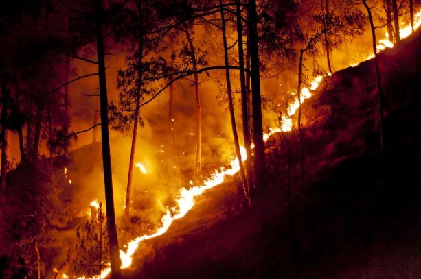 Forest Fire in Shimla, India