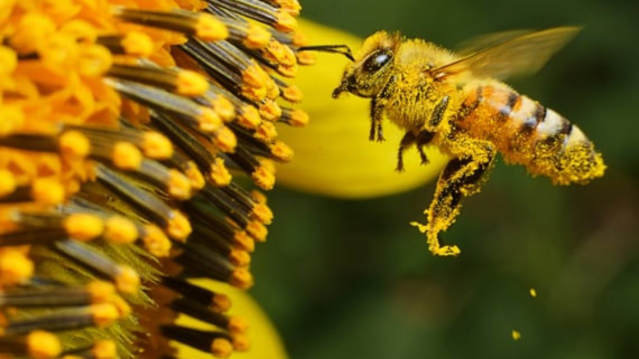International Bee Day Lessons From Cuba To Save The Pollinators