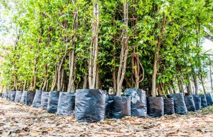 Newly Planted Trees