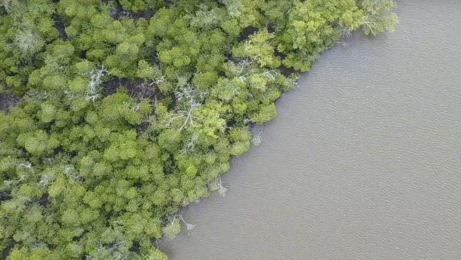 Mangroves Forests needs conservation