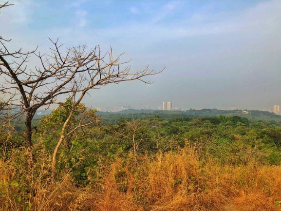 Aarey Forest in Mumbai