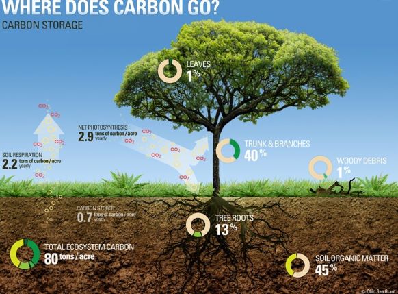 Carbon Storage by trees