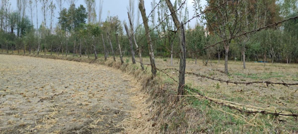 A-Barbed-wire-Separates-Paddy-Field-From-an-Orchard