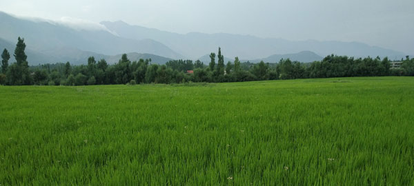 A-Green-Paddy-Field-in-south-of-kashmir