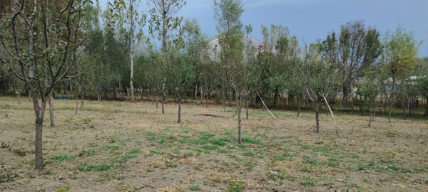 A-Paddy-Field-converted-into-an-Orchard