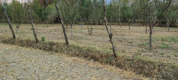 A-barbed-wire-separates-an-orchard-from-a-paddy-field