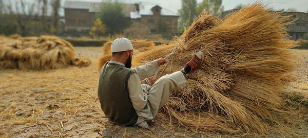 A local farmer in South Kashmir tying the straw left after threshing of the Paddy. The straw serves as dry forage for milch and meat animalsPic: Rayies Altaf