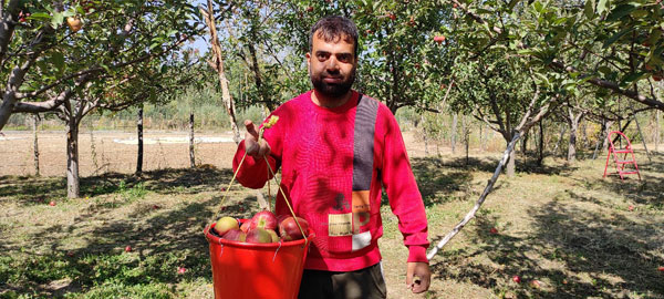 A local labourer in an Apple orchard in south-Kashmir with bucket of Apples Pic Credit: Rayies Altaf