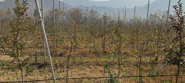 A-view-of-high-density-orchard-with-high-yielding-hybrid