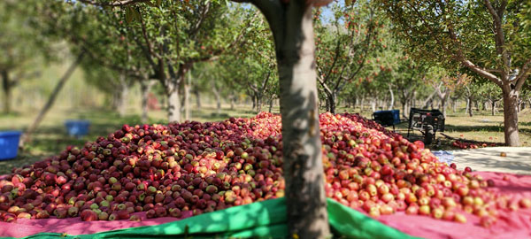Apple Harvest after they are picked Pic Credit: Rayies Altaf