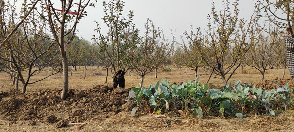 Apple-Orchard-of-Fayaz-Ahmad