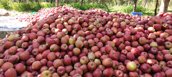 Apple-harvest-being-piled-up-before-they-are-sorted