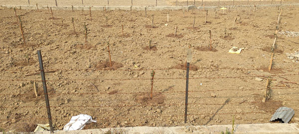 Apple-saplings-rootstocks-have-been-planted-in-a-paddy