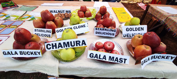 Different varieties of Apples which are grown in South-kashmir Pic Credit: Rayies Altaf