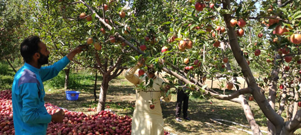 Fayaz-Mir-with-a-labourer-picking-the-Apple-fruit-from-the-orchard-in-the-month-of-October-2020