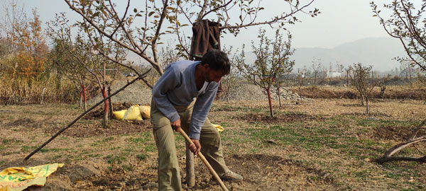 Mr-Iqbal-doing-seasonal-orchard-maintenance-to-ensure-healthy-fruiting-next-season