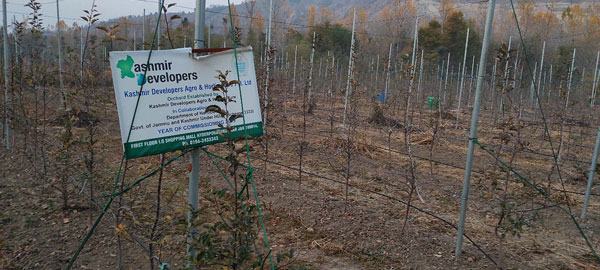 Newly built High-Density Apple Orchard from Agricultural Land/Paddy Field in South Kashmir Pic Credit: Rayies Altaf