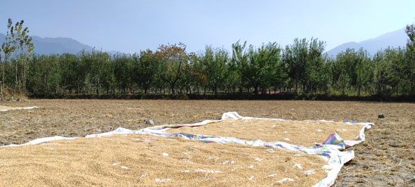 Paddy-harvest-being-dried-up-in-a-Paddy-field-which-is-adjacent-to-the-Fayaz-Mir’s-Apple-Orchard.-Mir’s-orchard-is-visible-on-the-other-side