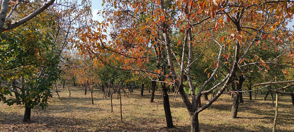 Traditional-orchard-of-Altaf-Hussain,-which-has-mixed-trees-such-as-Pears,-Peaches,-Plums-&-Walnuts