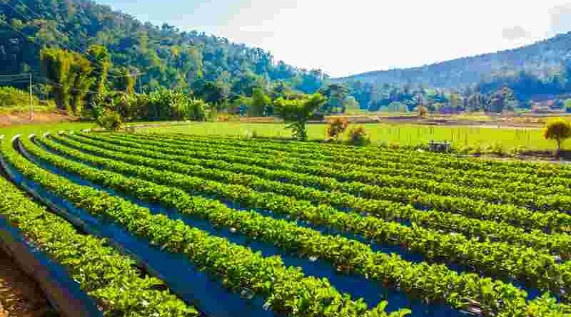 Solid Biofuels Share The Largest Chunk Of Bioenergy In EU: Report