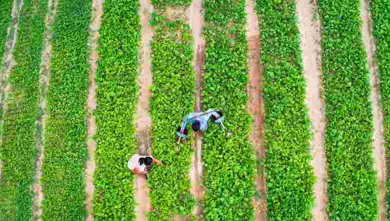 Digital Crop Survey Sustainable Agricutlture Organic Farming