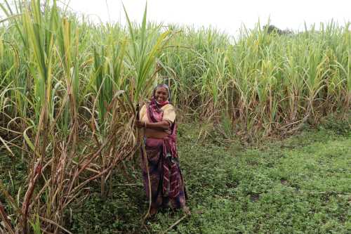 Sugarcane growers benefitted from ethanol blending: Modi Government