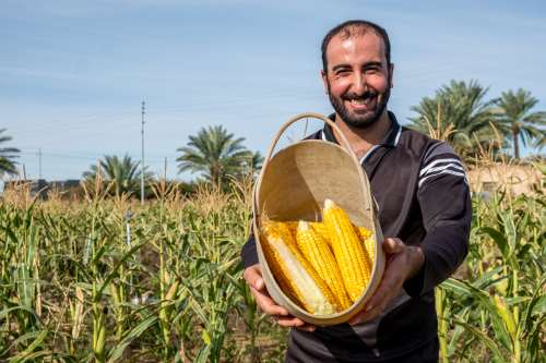 Punjab maize ethanol biofuels renewable bioenergy biomass paddy biogas