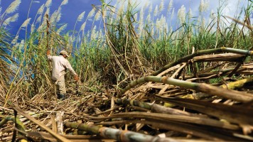 NFCSF ethanol sugarcane sugar production biofuels biogas renewable energy